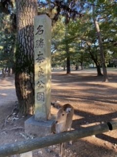 「奈良の鹿」の写真