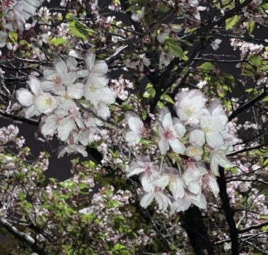 「桜」の写真