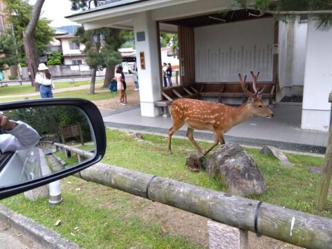 「ドライブ」の写真