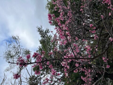 ♡春気分♡の写真